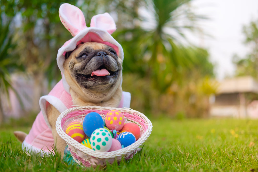 Easter Egg Hunt, Spring Costume Parade & Photos With Easter Bunny - Saturday, March 30th