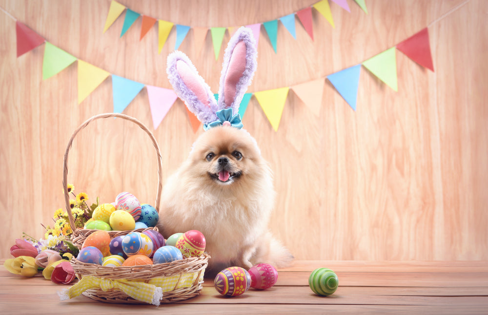 Easter Dog Wear, Basket Goodies, Toys & Treats