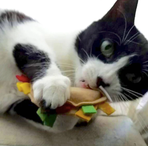 Catnip Tacos Cat Toys