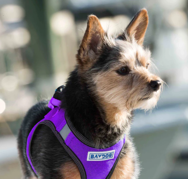 Baydog Liberty Bay Style Dog Harness, Multiple Colors