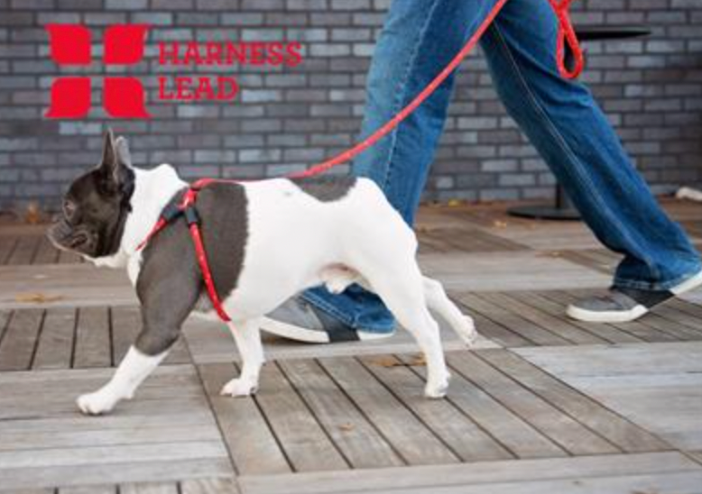 HarnessLead "No Pull No Escape" Slip Lead/Harness Lead, Small/Medium Dogs