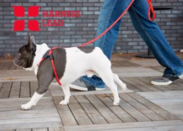 HarnessLead "No Pull No Escape" Slip Lead/Harness Lead, Medium/Large Dogs