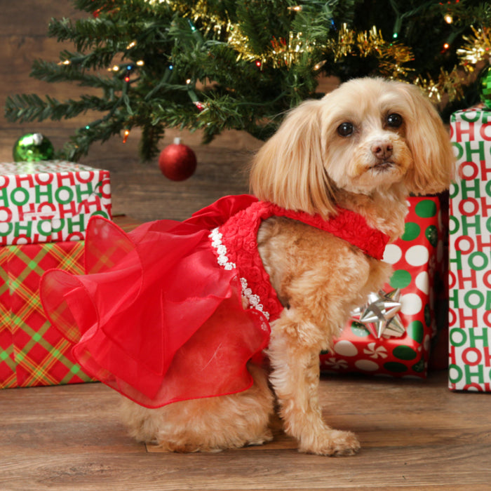 Holiday Pet Photo Sessions