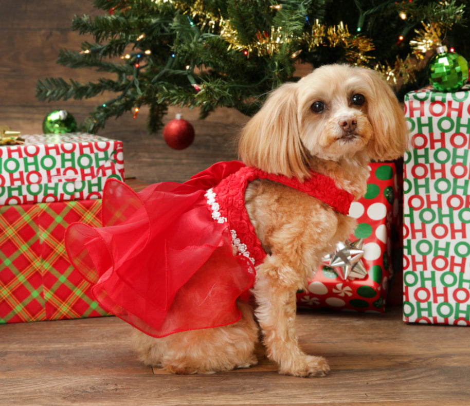 Holiday Pet Photo Sessions