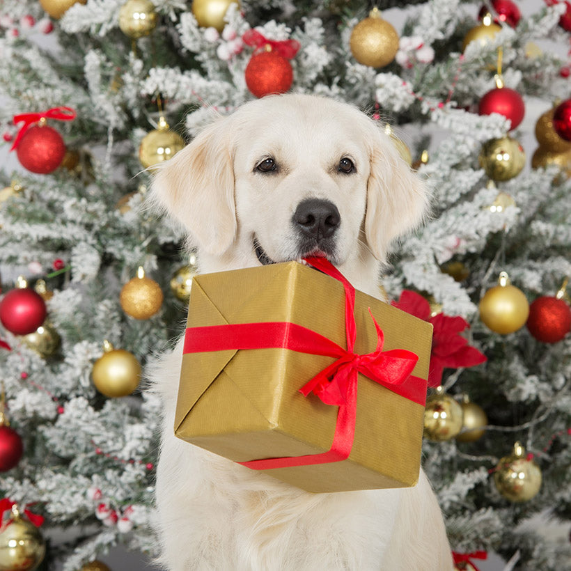 Holiday Gifts for Good Dogs & Cats