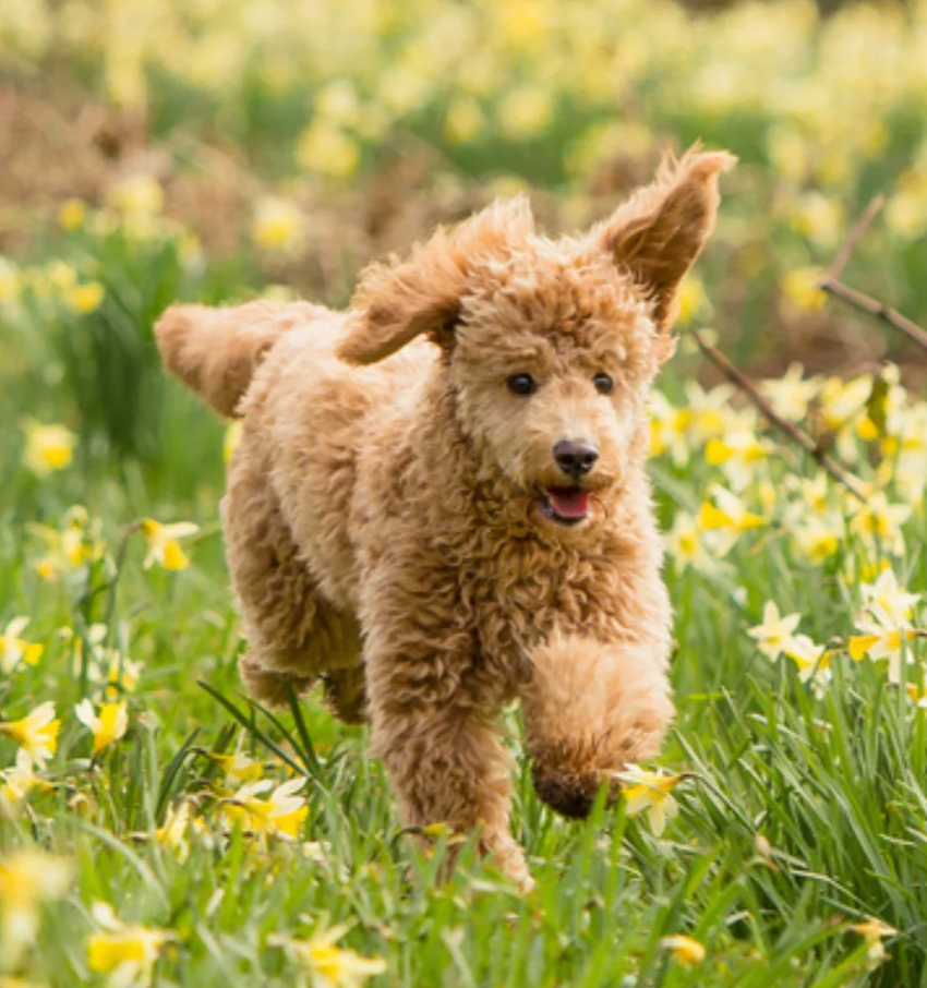 Spring Season Essentials — Animal Connection LLC