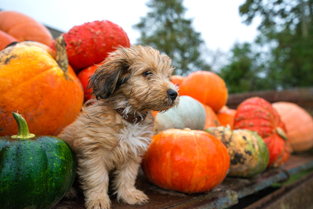 Happy Fall Y'all! It's Pumpkin Spice & Sweater Weather!