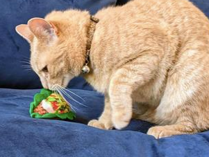 Huxley & Kent Catnip Cat Toy, Taco