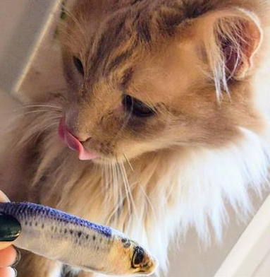 Huxley & Kent Catnip Cat Toy, Sardine