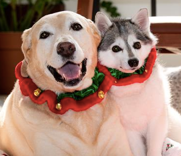 Holiday Gifts for Good Dogs & Cats — Animal Connection LLC