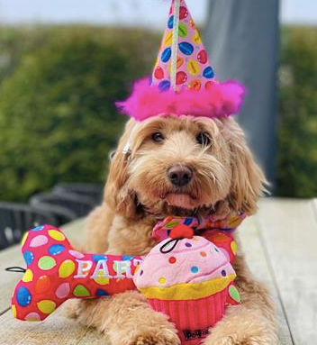 Huxley & Kent "Birthday Party Time" Plush Bone Dog Toy - Small & Large, Pink