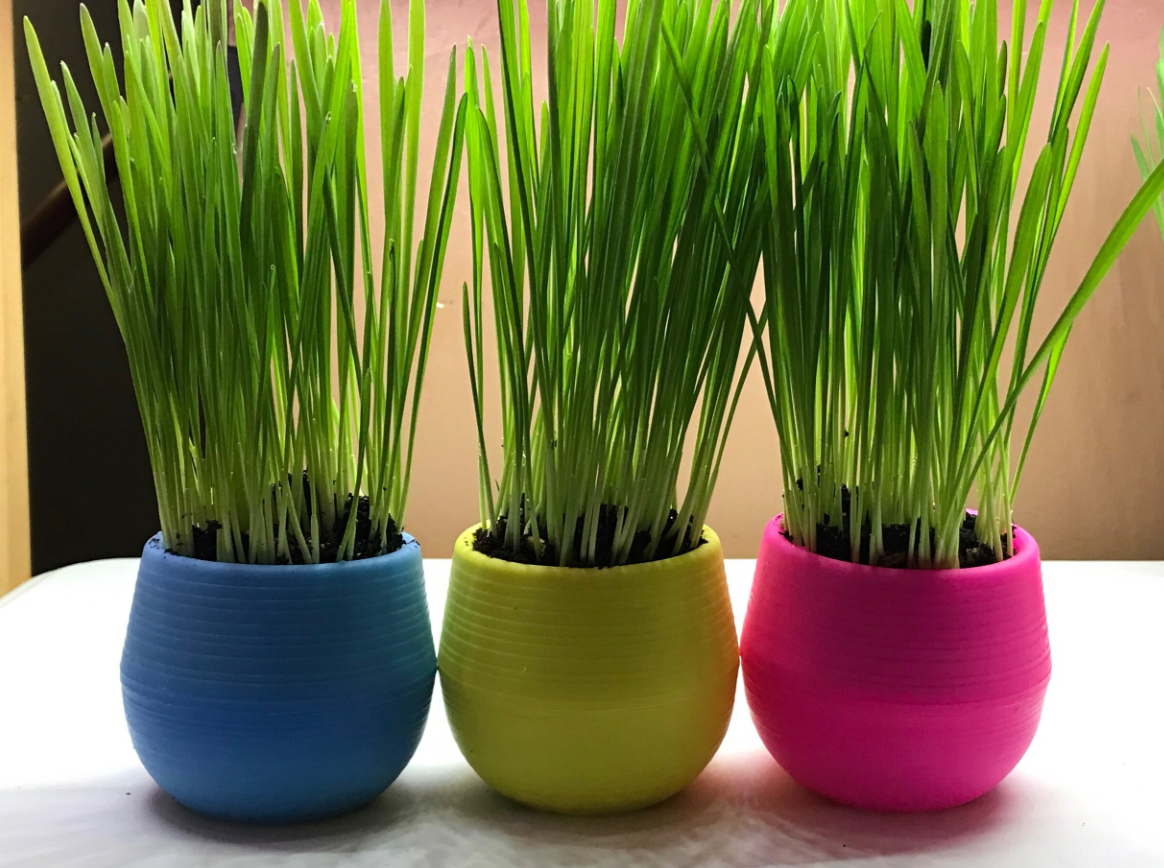 Mom's Indoor Cat, Cat Grass Planter Kit