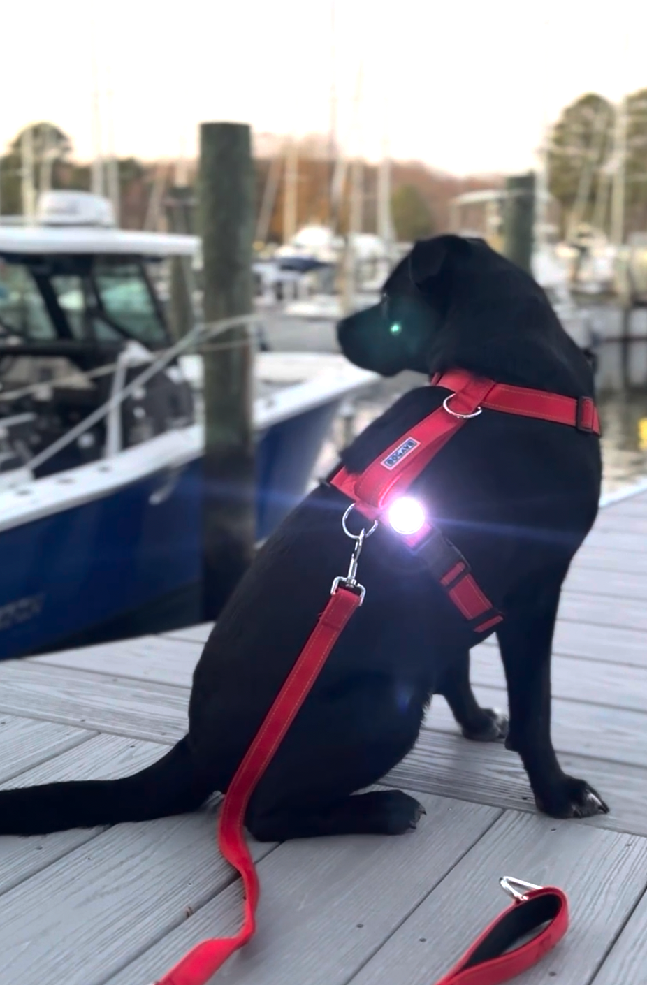 BayDog FIREFLY, LED Safety Light