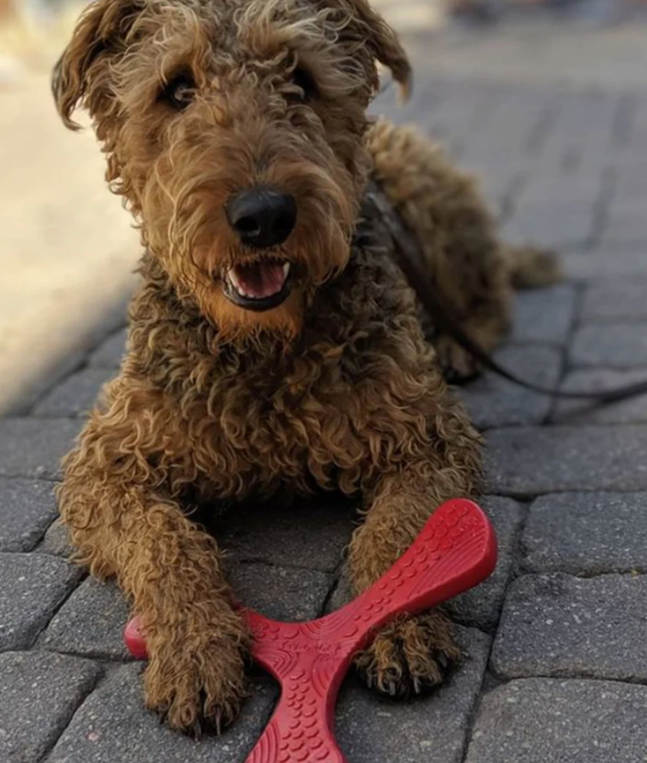 N-Gage Propeller Fetching Dog Toy, Junior (small - medium dogs)