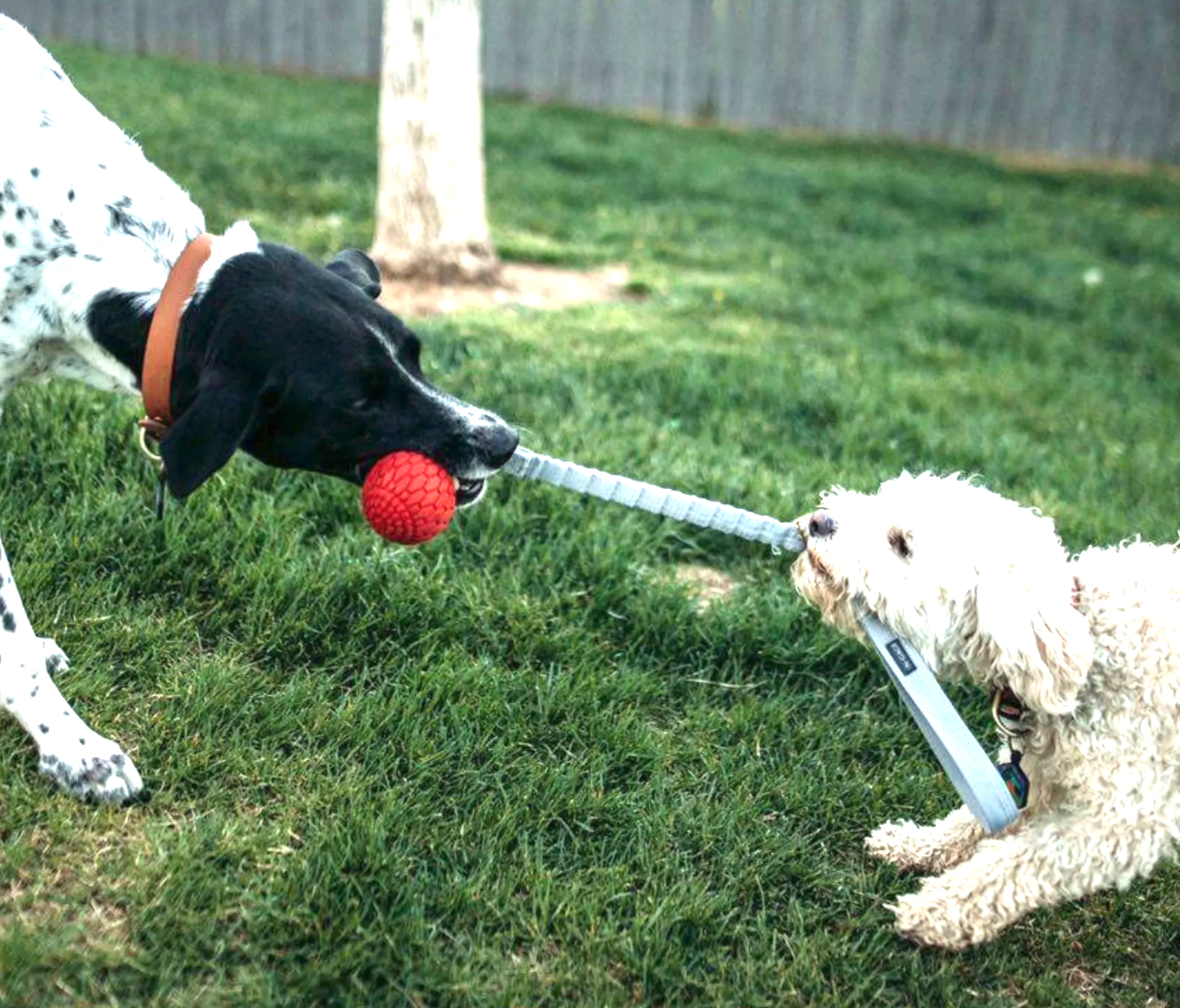 N-Gage Bungee Hander Fetching Dog Toy