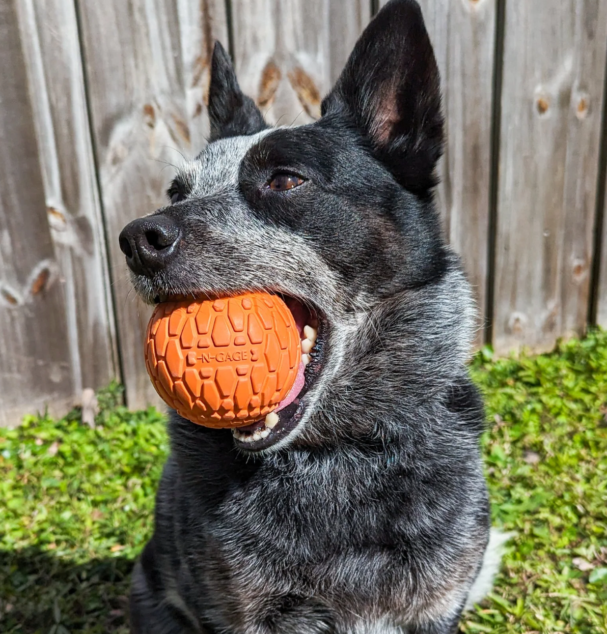 N-Gage Active Ball Fetching Dog Toy