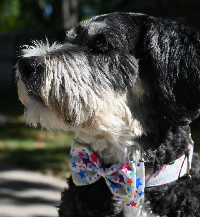 Huxley & Kent Bow Tie "Celebrations"