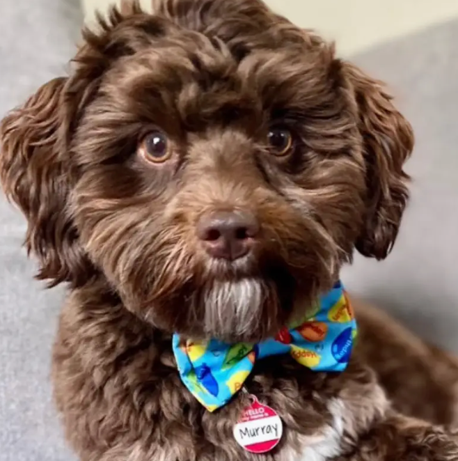 Huxley & Kent Bow Tie "Party Time Blue"