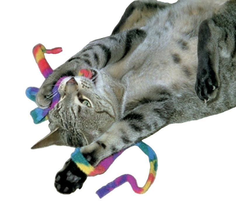 Cat Dancer "Cat Charmer Interactive Cat Toy, Rainbow