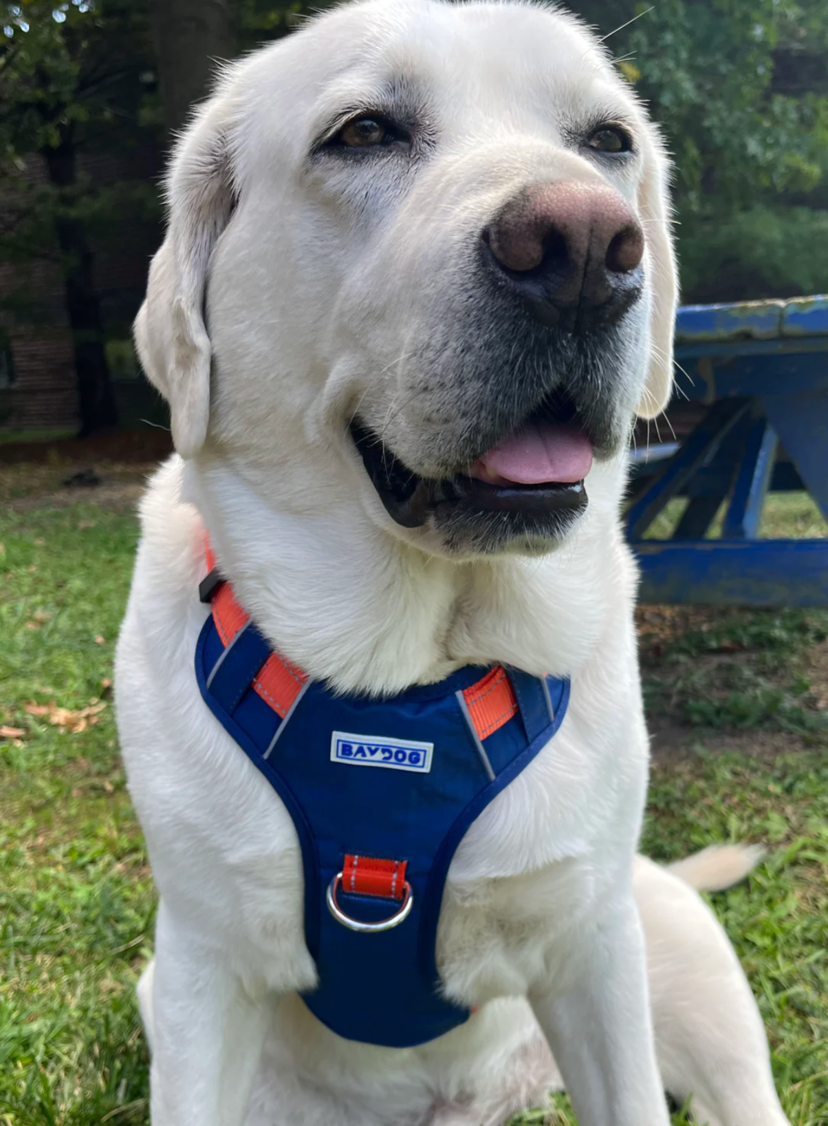 BayDog Virginia Cavaliers Dog Harness (S, M, L, XL) LIMITED EDITION, LIMITED QUANTITIES!