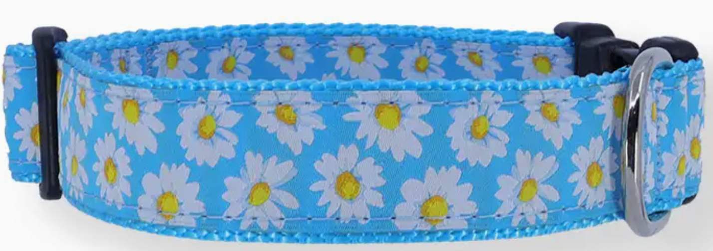 Preston Collars, Light Blue Daisy