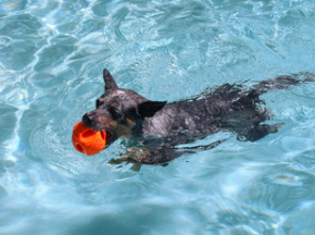 N-Gage Hydro Handler Ball, Orange - Jumbo