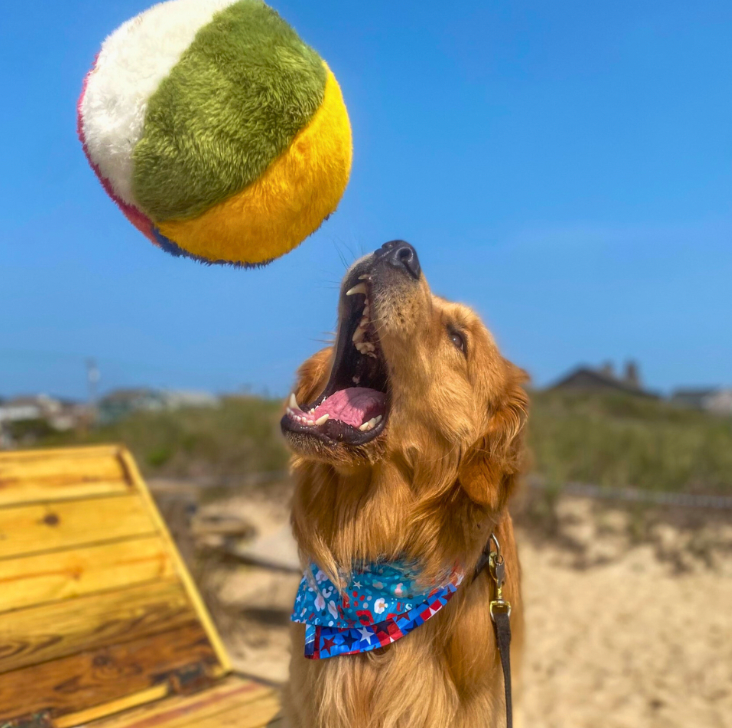 Fluff & Tuff Beach Ball