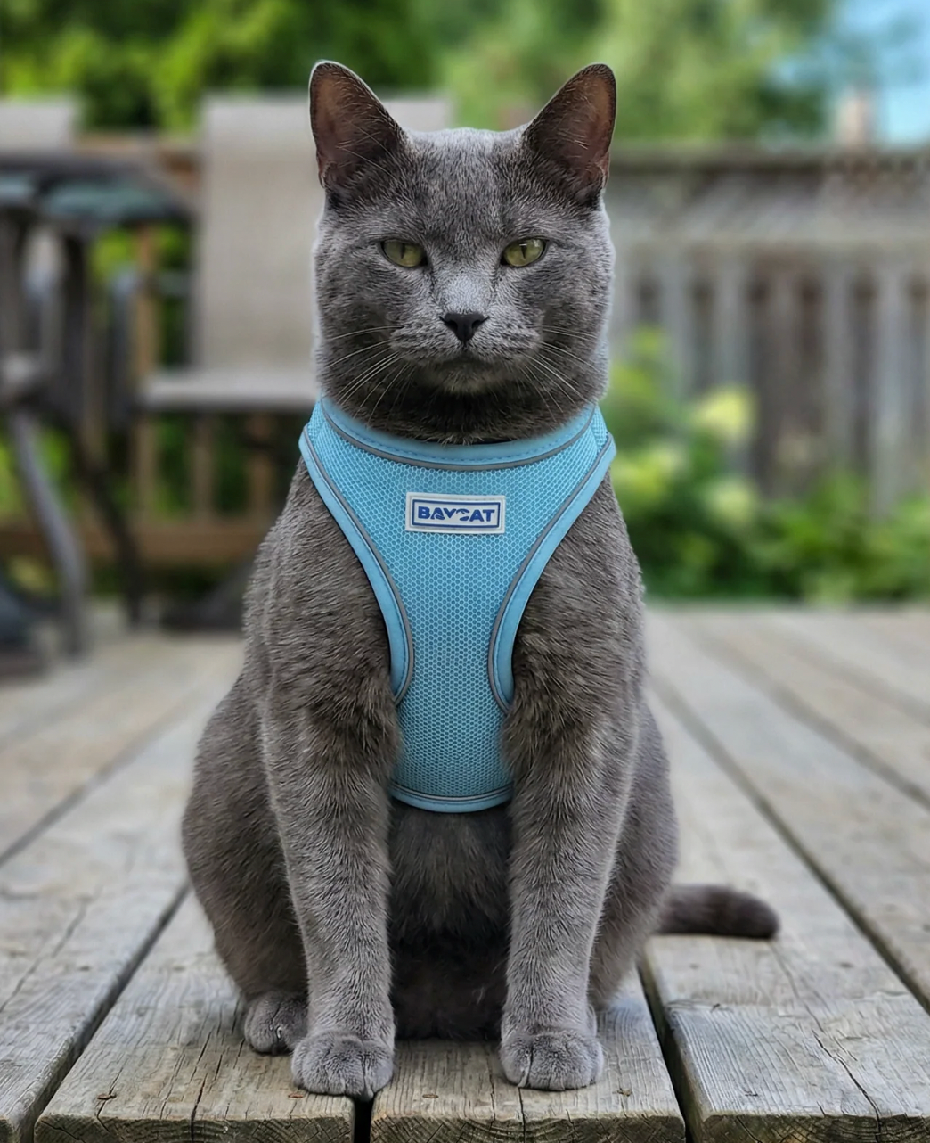BayDog "BayCat" Cat Harness with 6 ft. Leash "BayCat Blue"