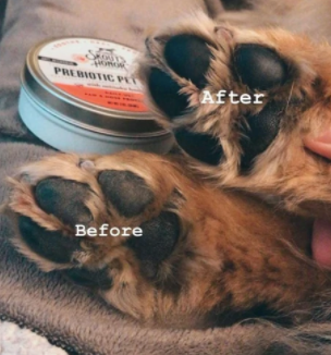 Skout's Honor Prebiotic Nose & Paw Balm for Dogs & Cats
