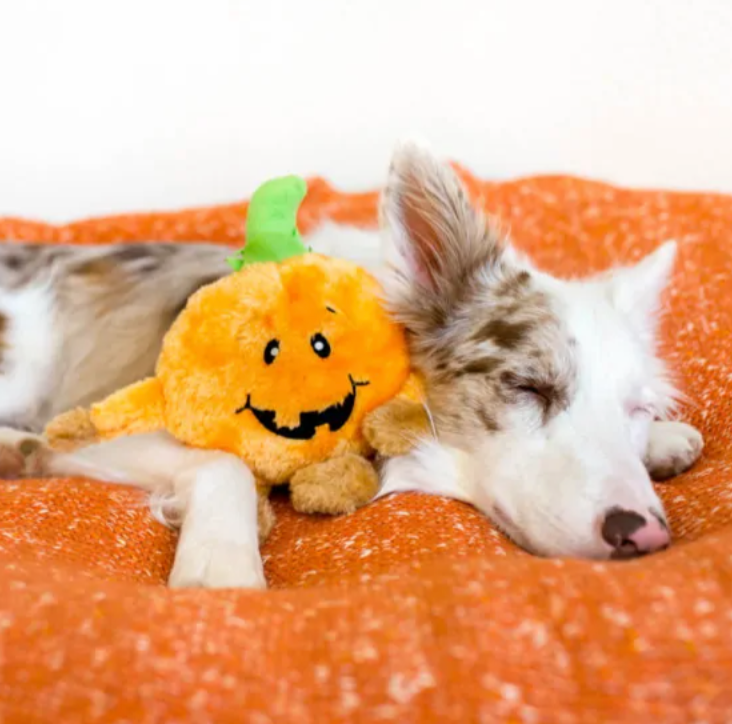 Zippy Paws Autumn "Brainey Pumpkin" Squeaky Toy