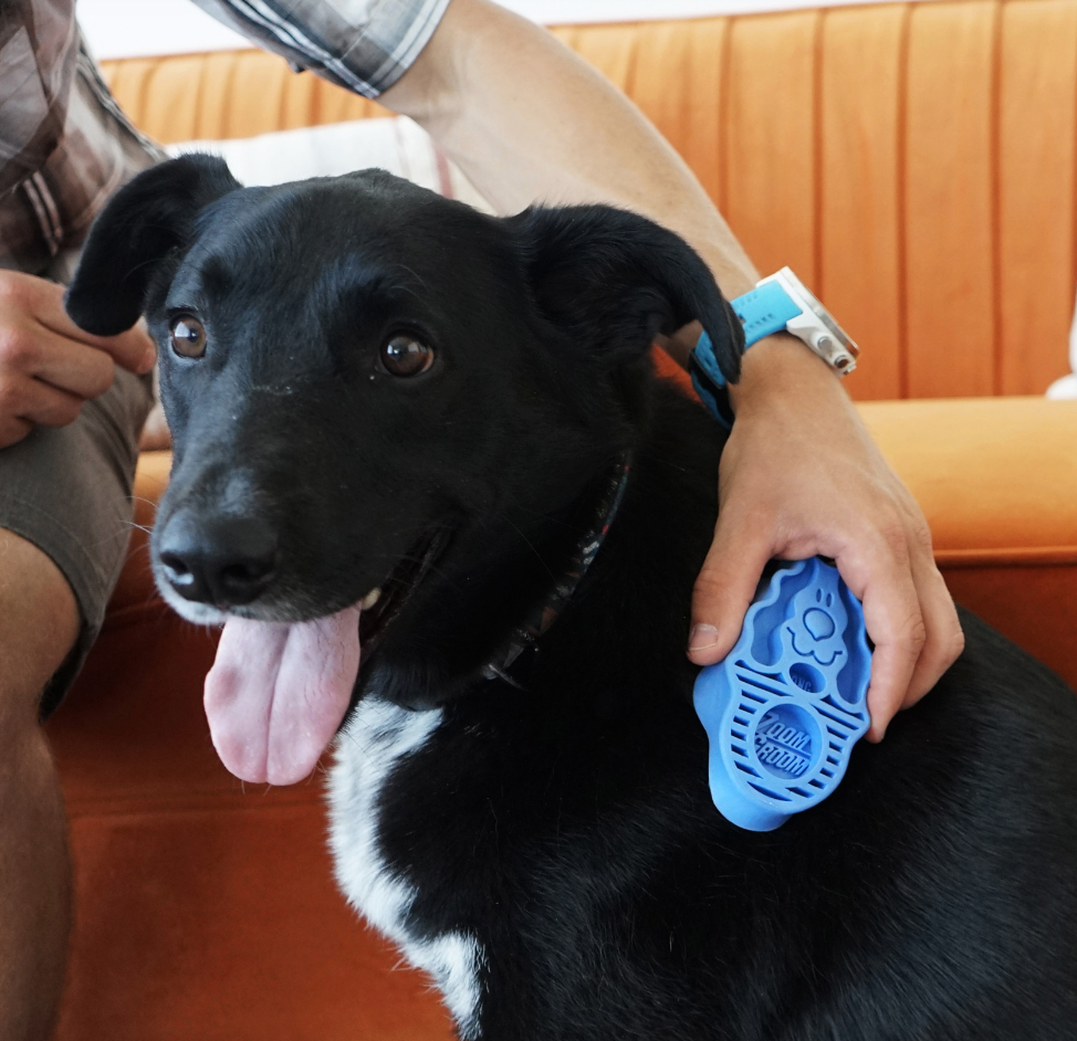 Kong dog brush online