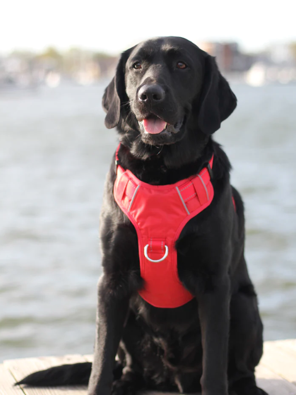 Baydog Cheseapeake Style Dog Harness, Multiple Colors