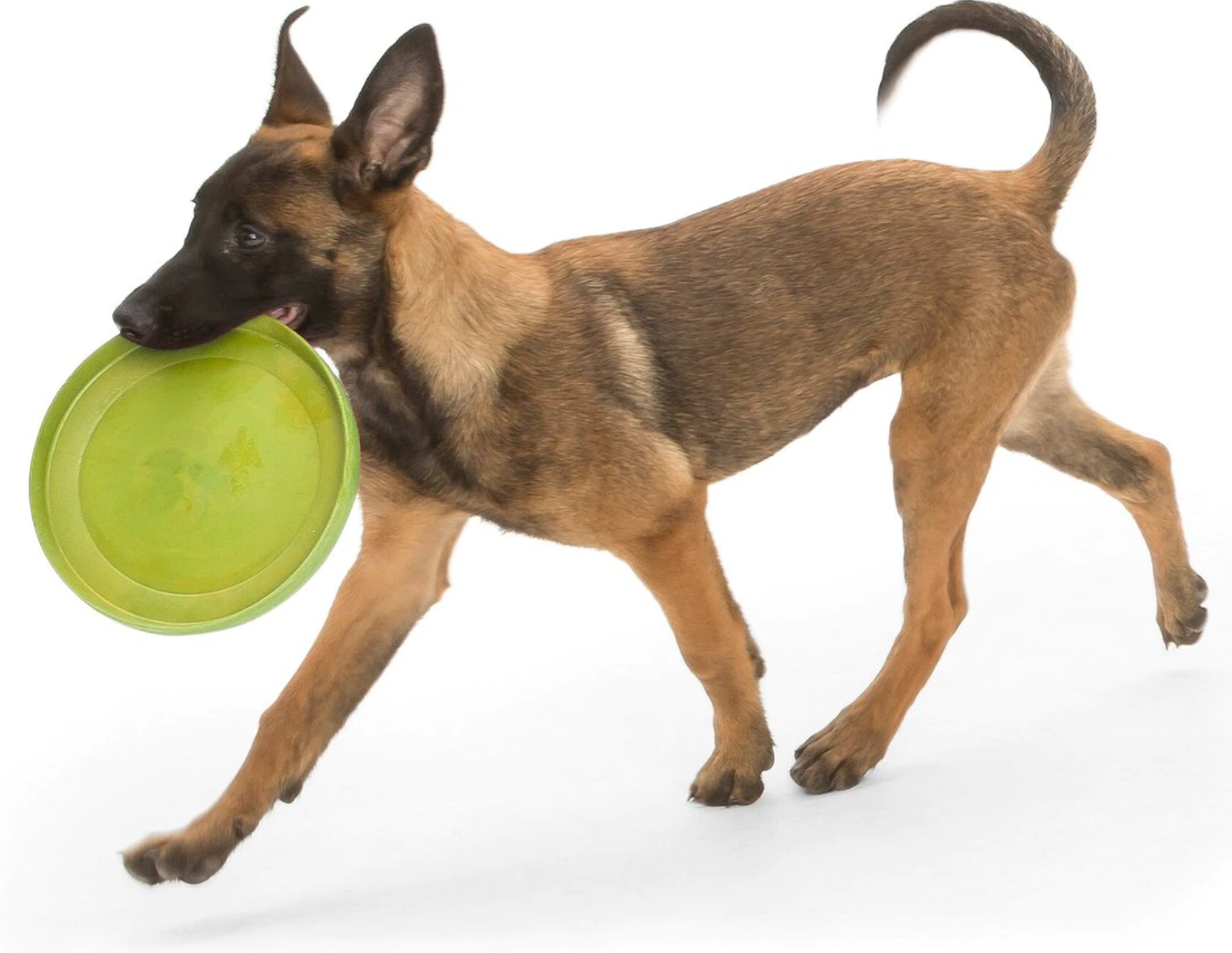 West Paw Zogoflex ZISC® Flexible Dog Frisbee Disc Toy